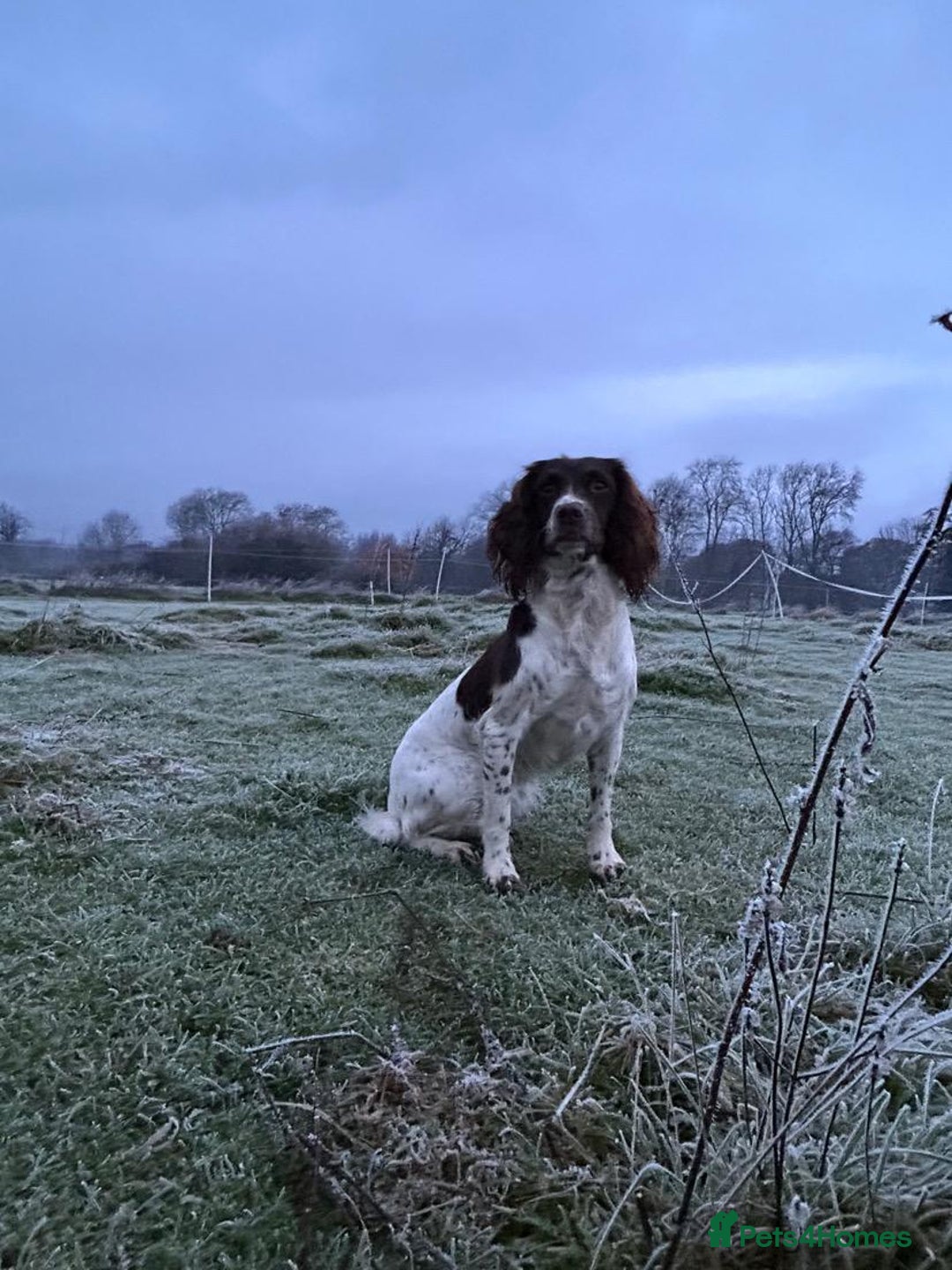 English Springer Spaniel dogs for sale: English Springer Spaniel Pups - Advert 2