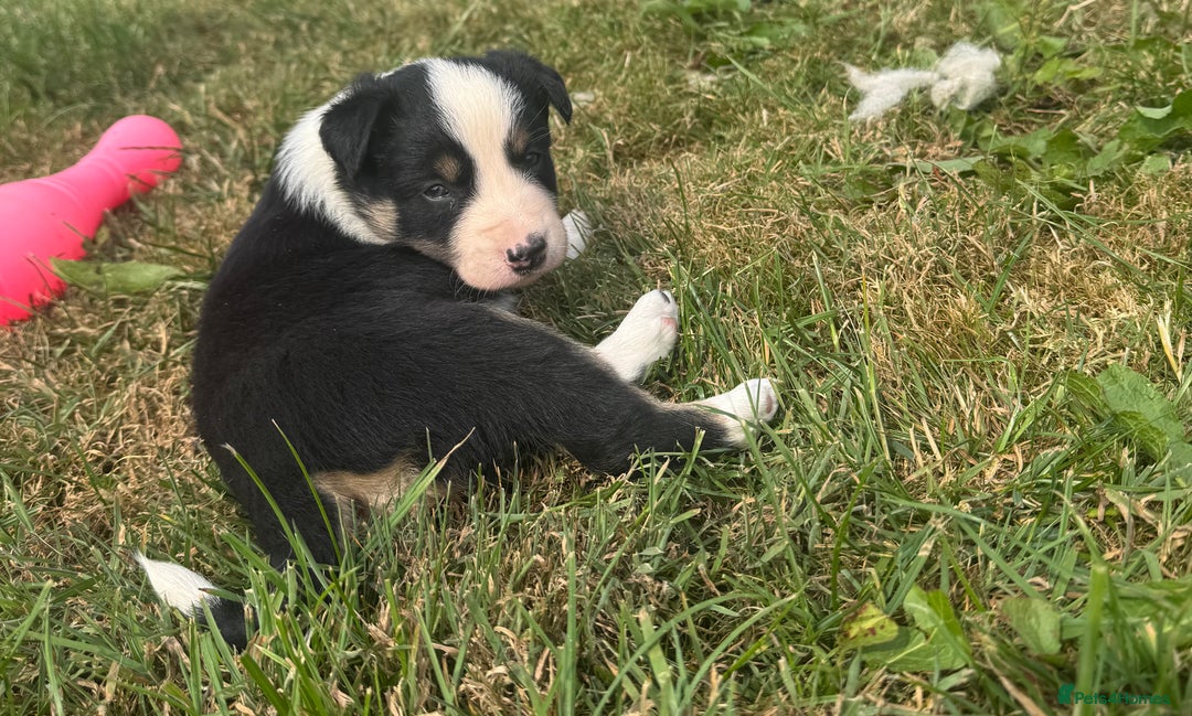Border Collie dogs for sale: Border Collie Puppies for sale - Image 5
