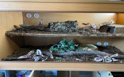 Python Snake reptiles for sale: Adult male enchi morph python with full set up - Image 2