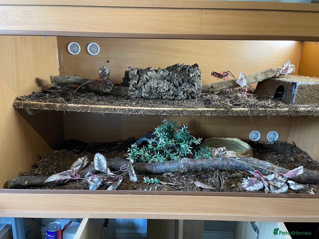 Python Snake reptiles for sale: Adult male enchi morph python with full set up - Image 2
