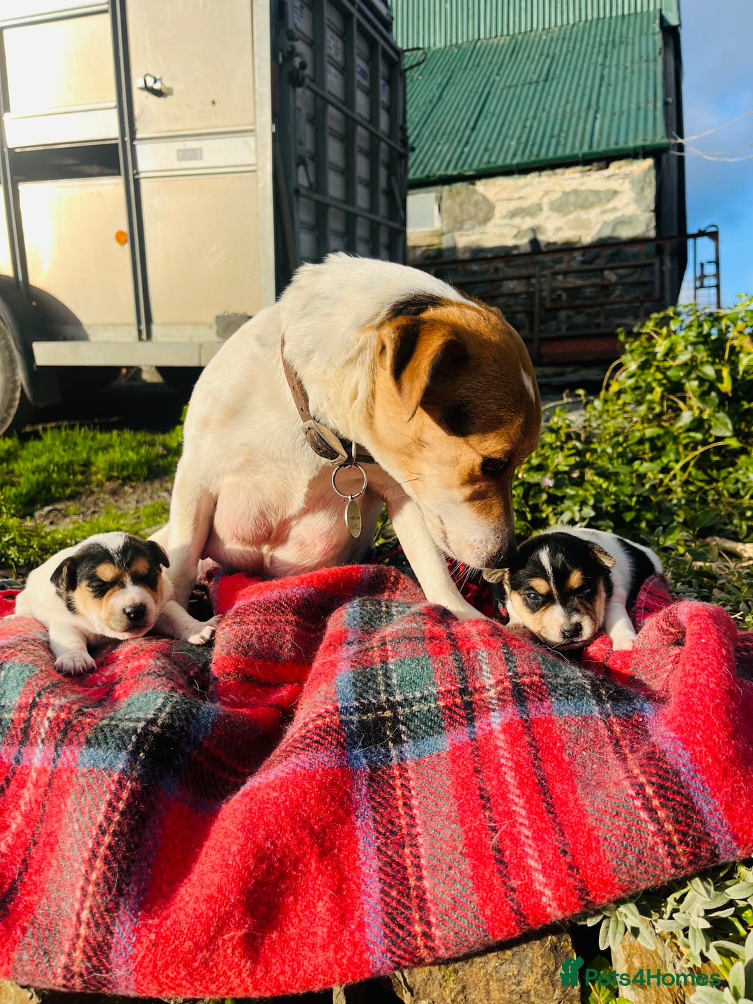 Jack Russell dogs for sale: DOCKED Beautiful White & Tri coloured Girls  - Advert 1