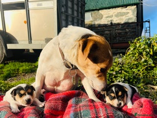 Jack Russell dogs DOCKED Beautiful White & Tri coloured Girls - Advert 1