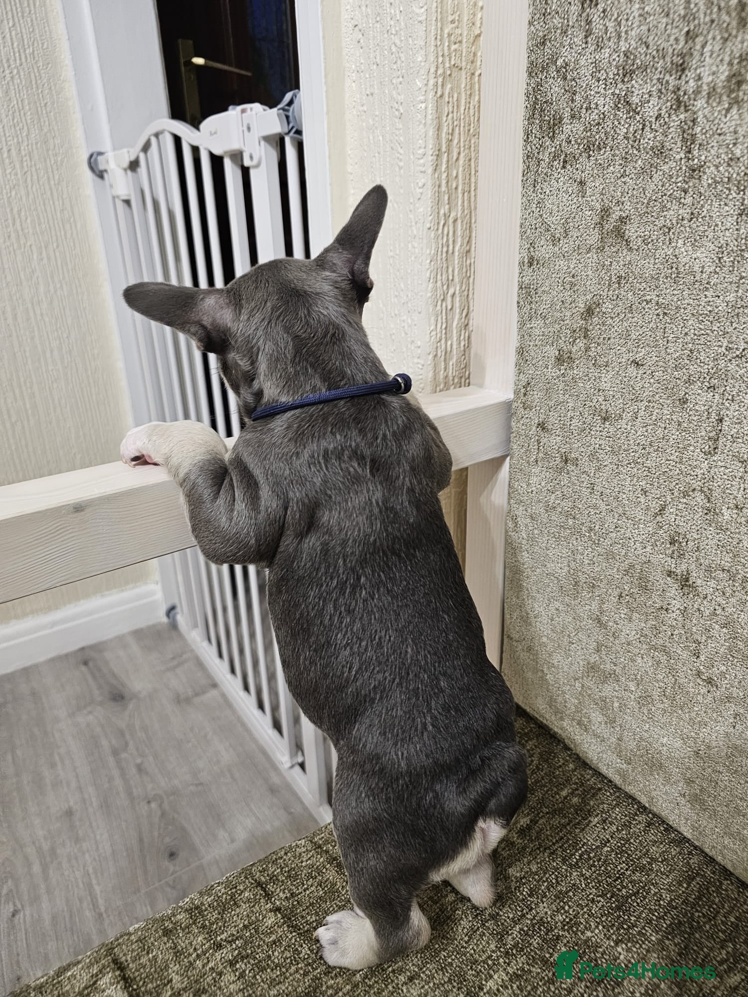 French Bulldog dogs Beautiful litter of French Bulldogs - Advert 4