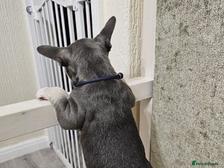 French Bulldog dogs Beautiful litter of French Bulldogs - Advert 9