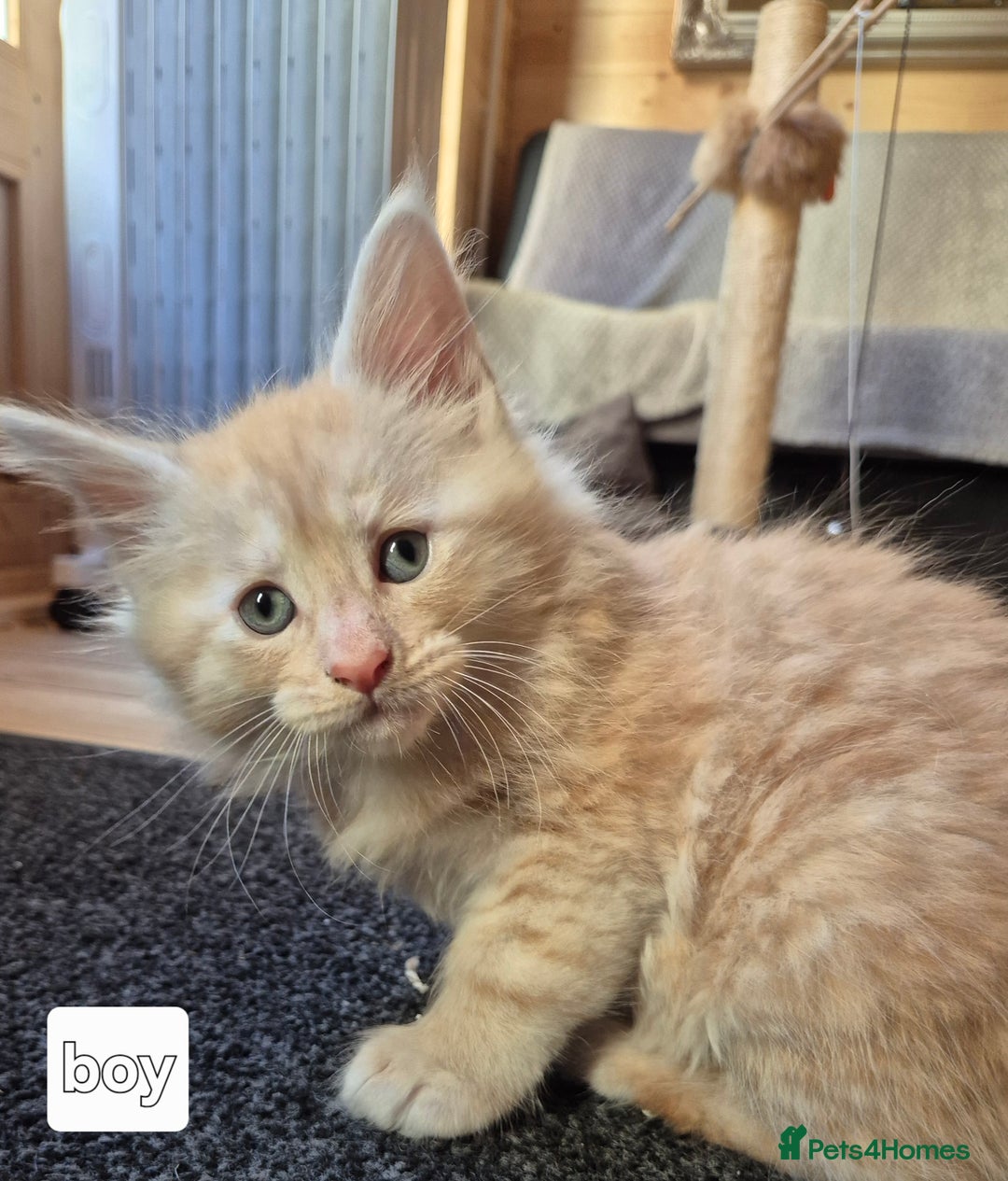 Maine Coon cats for sale: Mein Con - Advert 17