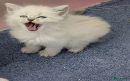Siberian cats for sale: Kitty Neva Masguerade  - Image 10
