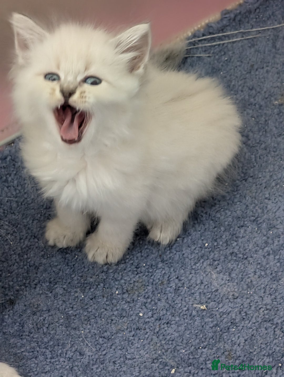Siberian cats for sale: Kitty Neva Masguerade  - Image 10
