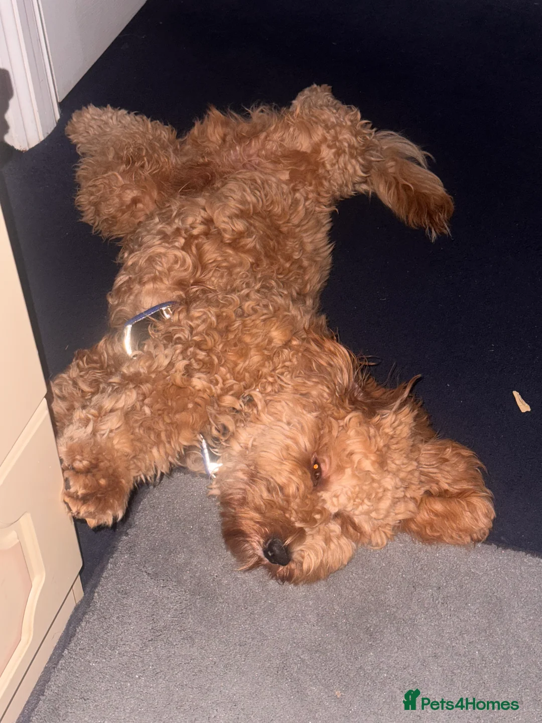 Australian Labradoodle dogs for sale: Adorable Australian labradoodle  - Advert 6