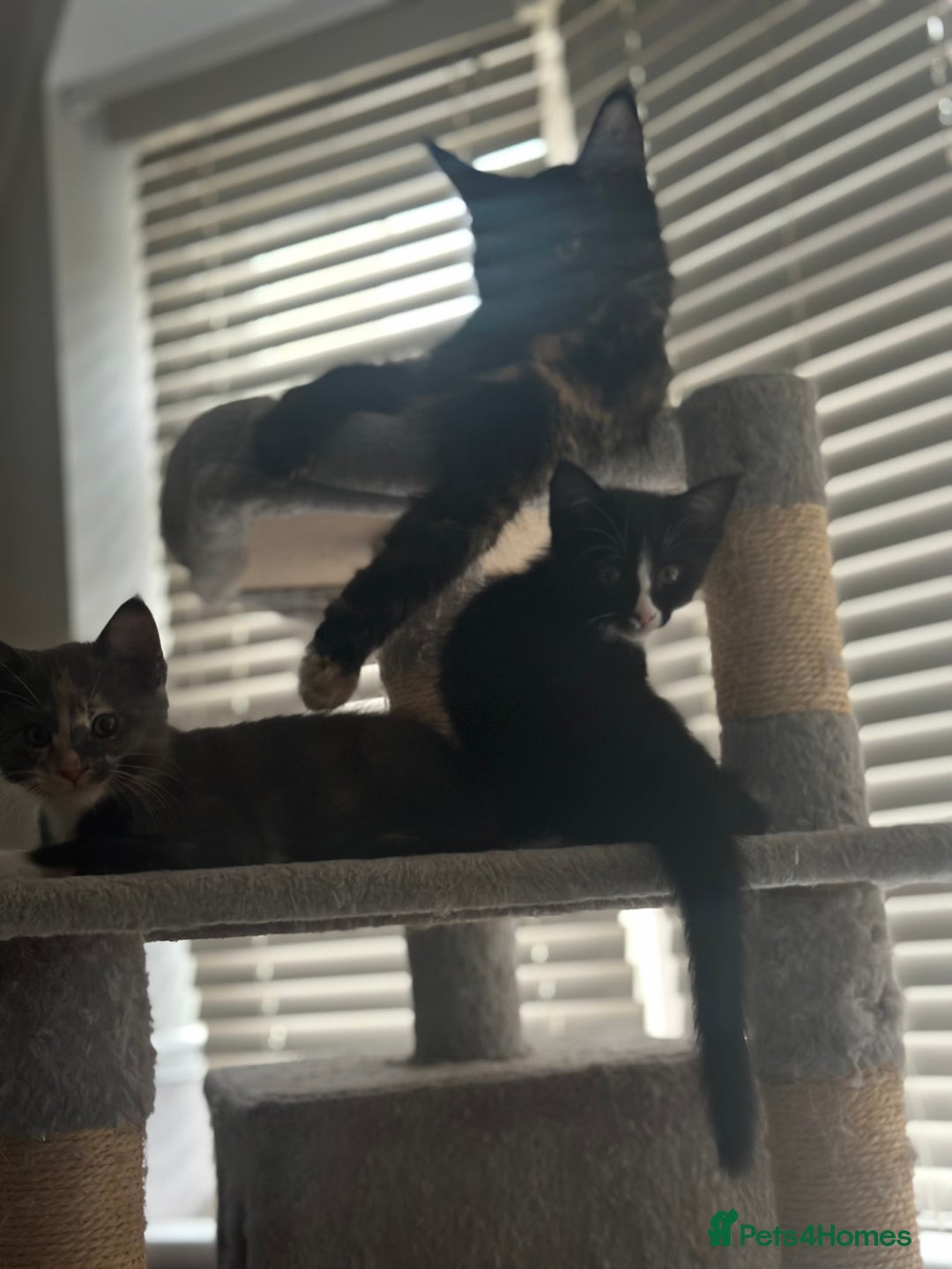 Mixed Breed cats for sale: Half Maine coon - Image 7