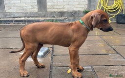 Rhodesian Ridgeback dogs for sale: Kc registered Rhodesian Ridgebacks puppies - Image 7
