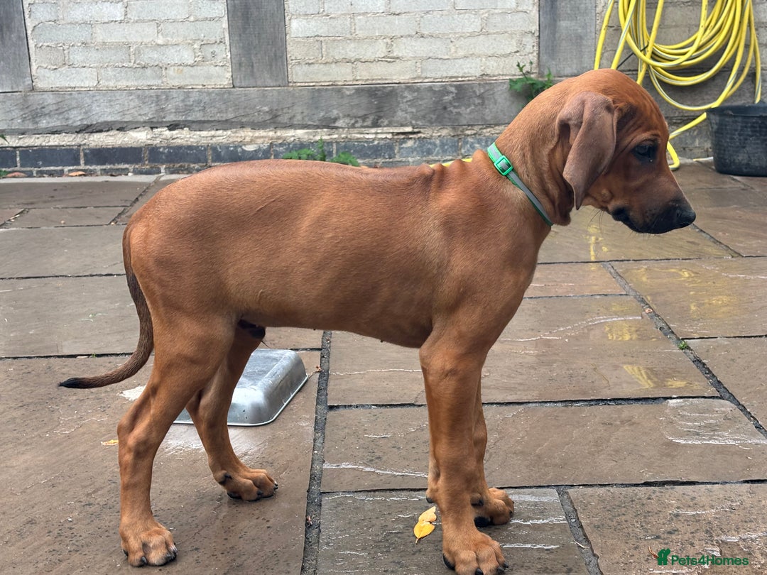 Rhodesian Ridgeback dogs for sale: Kc registered Rhodesian Ridgebacks puppies - Image 7