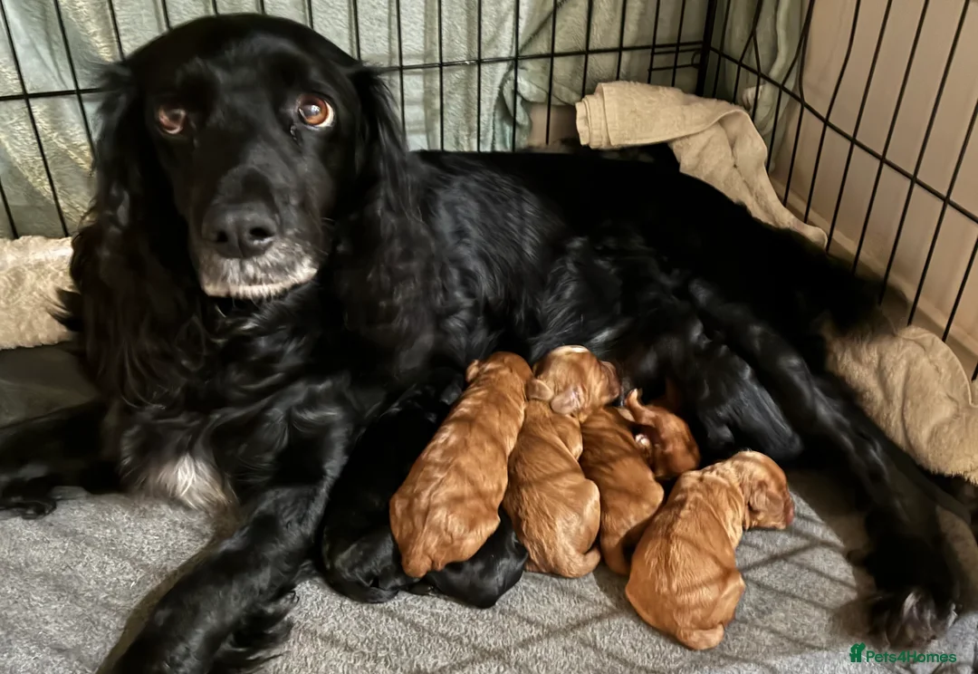 Cockapoo dogs for sale: Cockerpoo puppies  - Advert 1