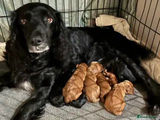 Cockapoo dogs Cockerpoo puppies - Advert 1