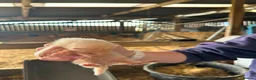 Ferret rodents for sale: Ferret kits in Newtown - Advert 5
