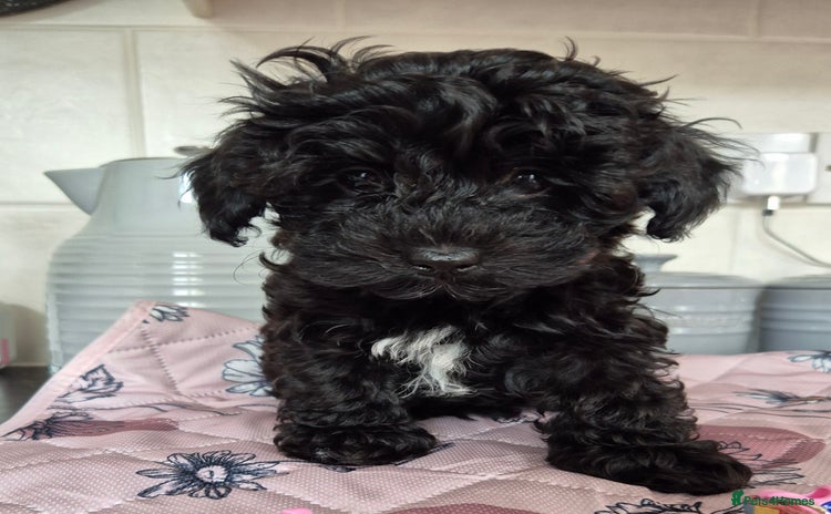 Toy Poodle dogs - Advert 2