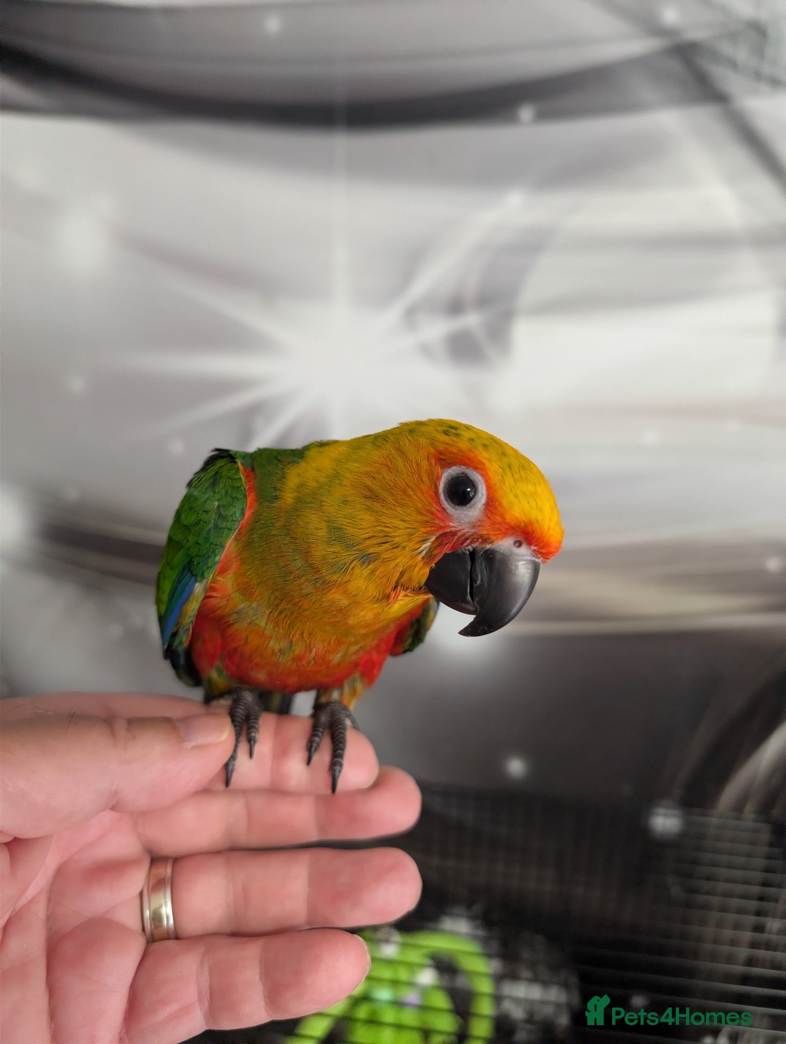 Conures birds Hand Reared Jenday Conures  - Advert 2