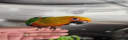 Conures birds for sale: Hand Reared Jenday Conures  in Scunthorpe - Advert 2