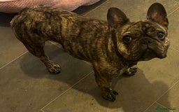 French Bulldog dogs for sale: Beautiful female Frenchie  - Image 2