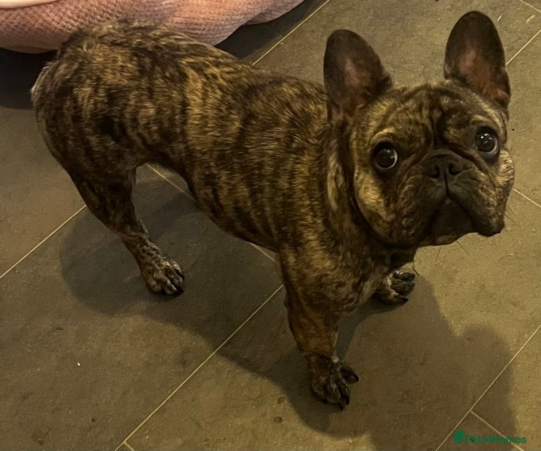 French Bulldog dogs for sale: Beautiful female Frenchie  - Image 2