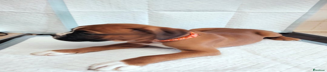 Boxer Puppy 5