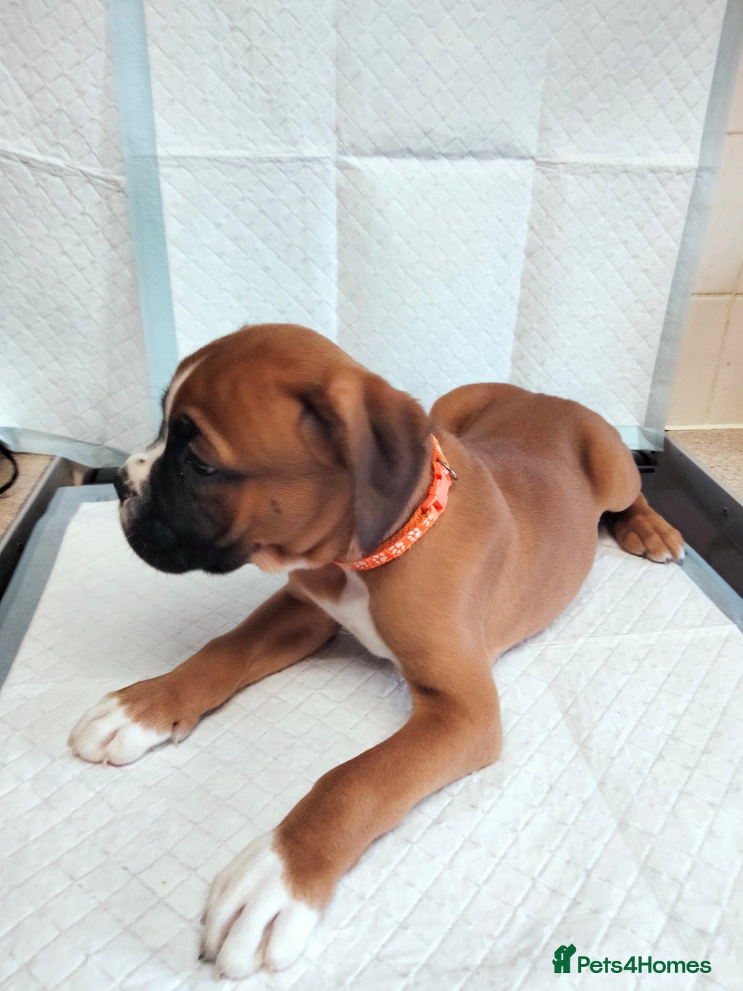 Boxer dogs for sale: Gorgeous Chunky Boxer Puppies  - Image 18