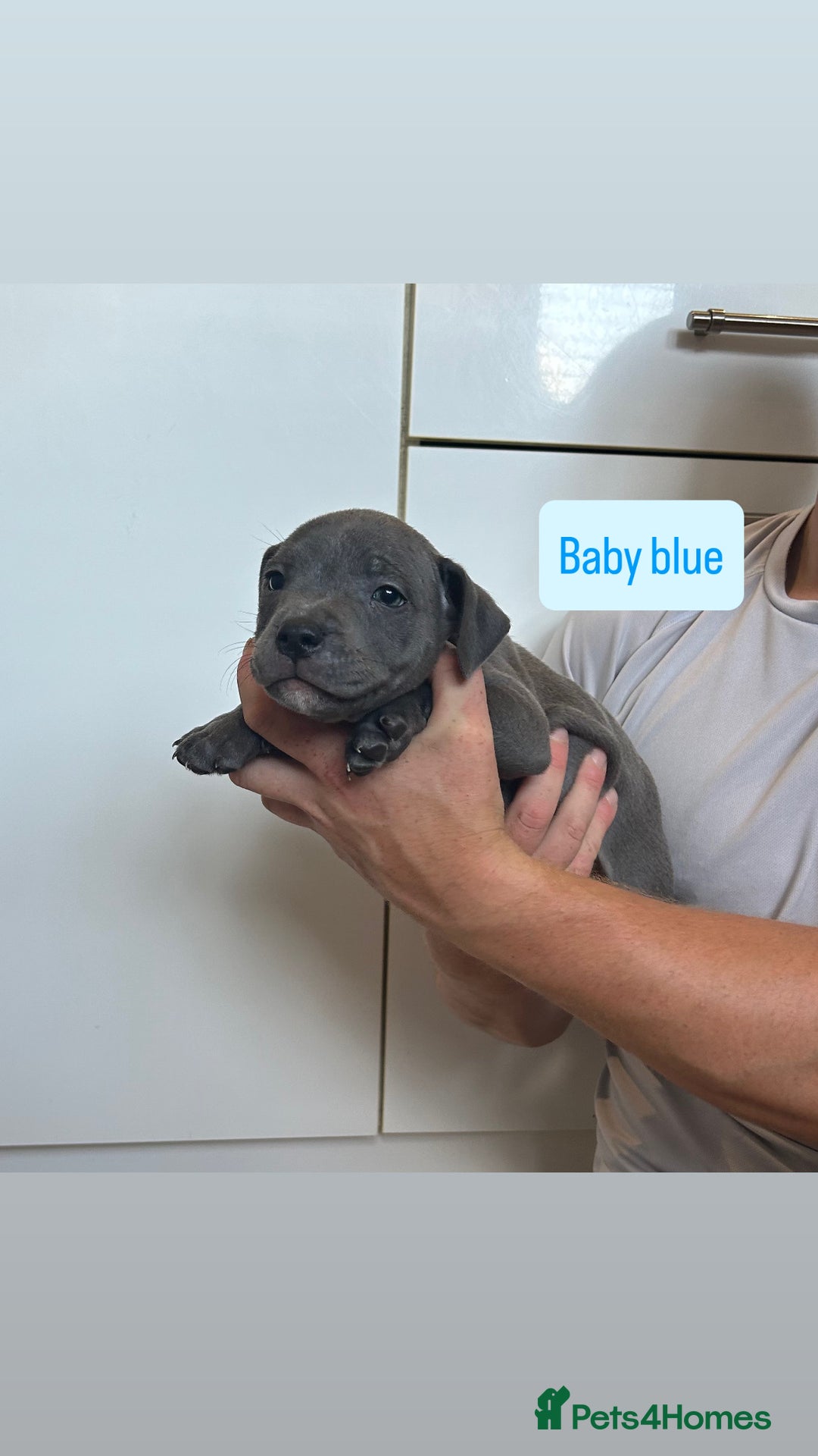 Staffordshire Bull Terrier dogs for sale: 3 blue Staffordshire bull terriers males  - Image 3