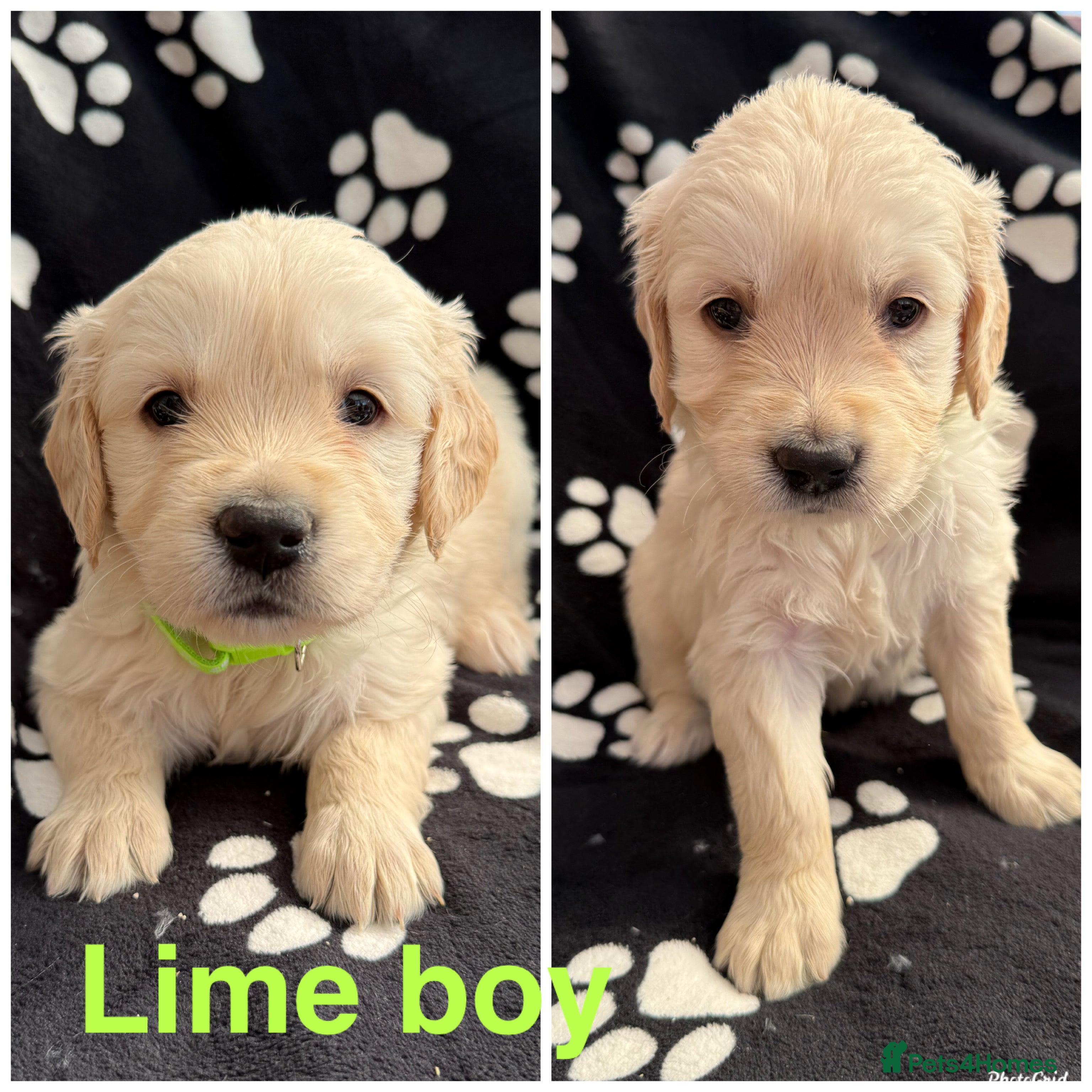 Golden Retriever dogs Kennel Club Health Tested Golden Retriever Puppies - Advert 2