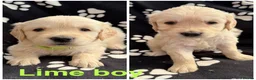 Golden Retriever dogs for sale: Kennel Club Health Tested Golden Retriever Puppies - Advert 3