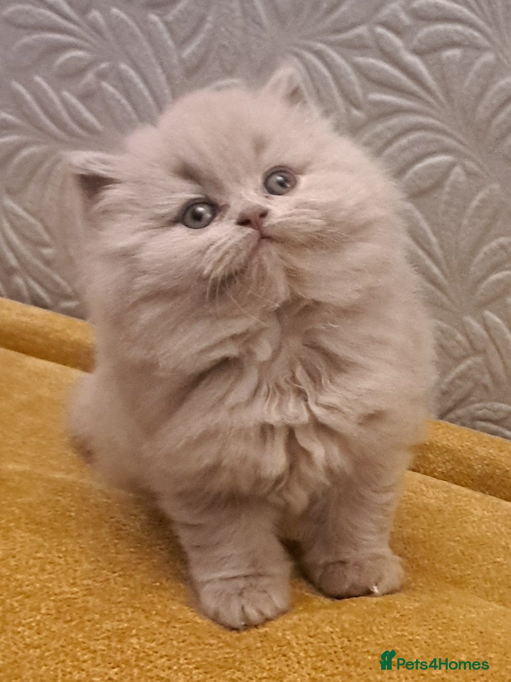 British Longhair cats for sale: Chunky BLH&BSH kittens. PETS ONLY - Advert 1
