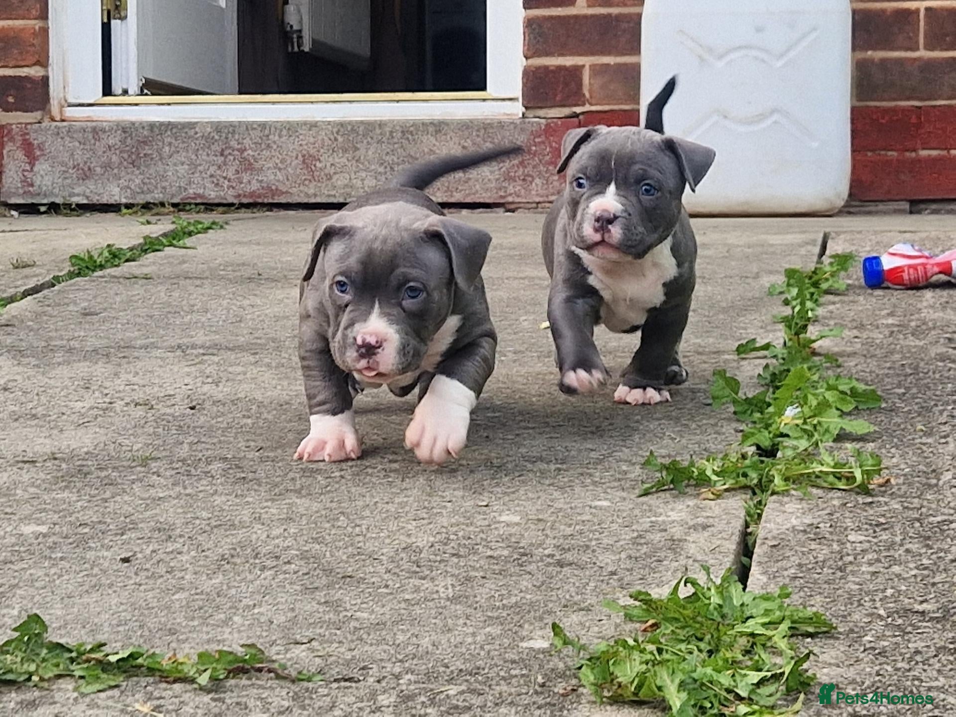 American Bully dogs American pocket bullys  - Advert 4