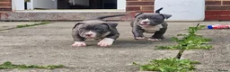 American Bully dogs for sale: American pocket bullys  - Advert 1