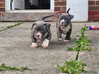 American Bully dogs American pocket bullys - Advert 1