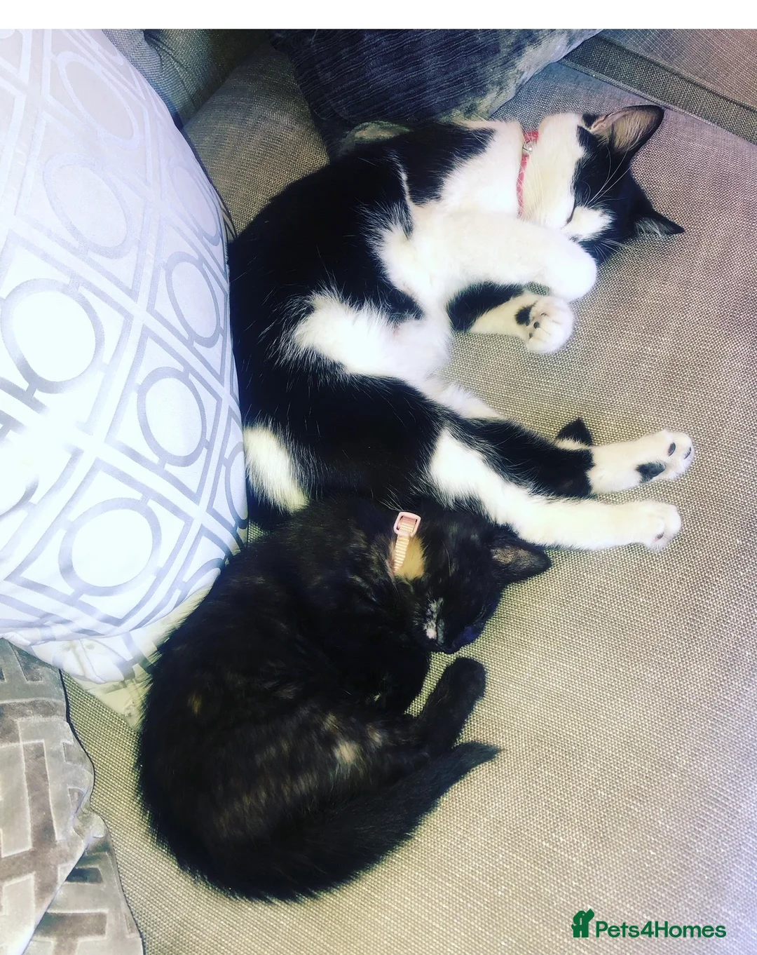 Mixed Breed cats for sale: Lovely boy & girl - Advert 6