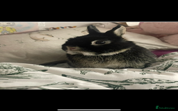 Netherland Dwarf rabbits for sale: Foster bunny up for rehoming  - Image 4