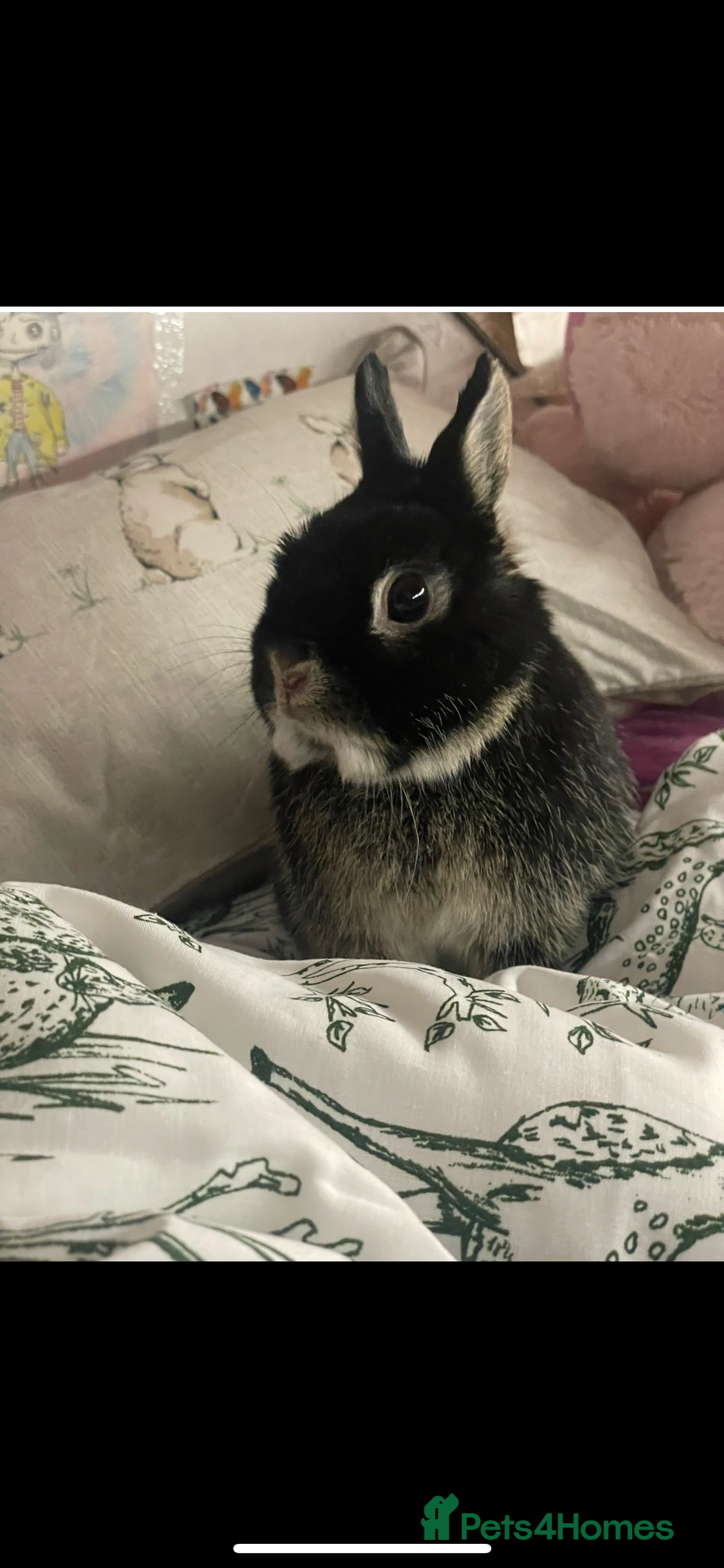 Netherland Dwarf rabbits for sale: Foster bunny up for rehoming  - Image 4