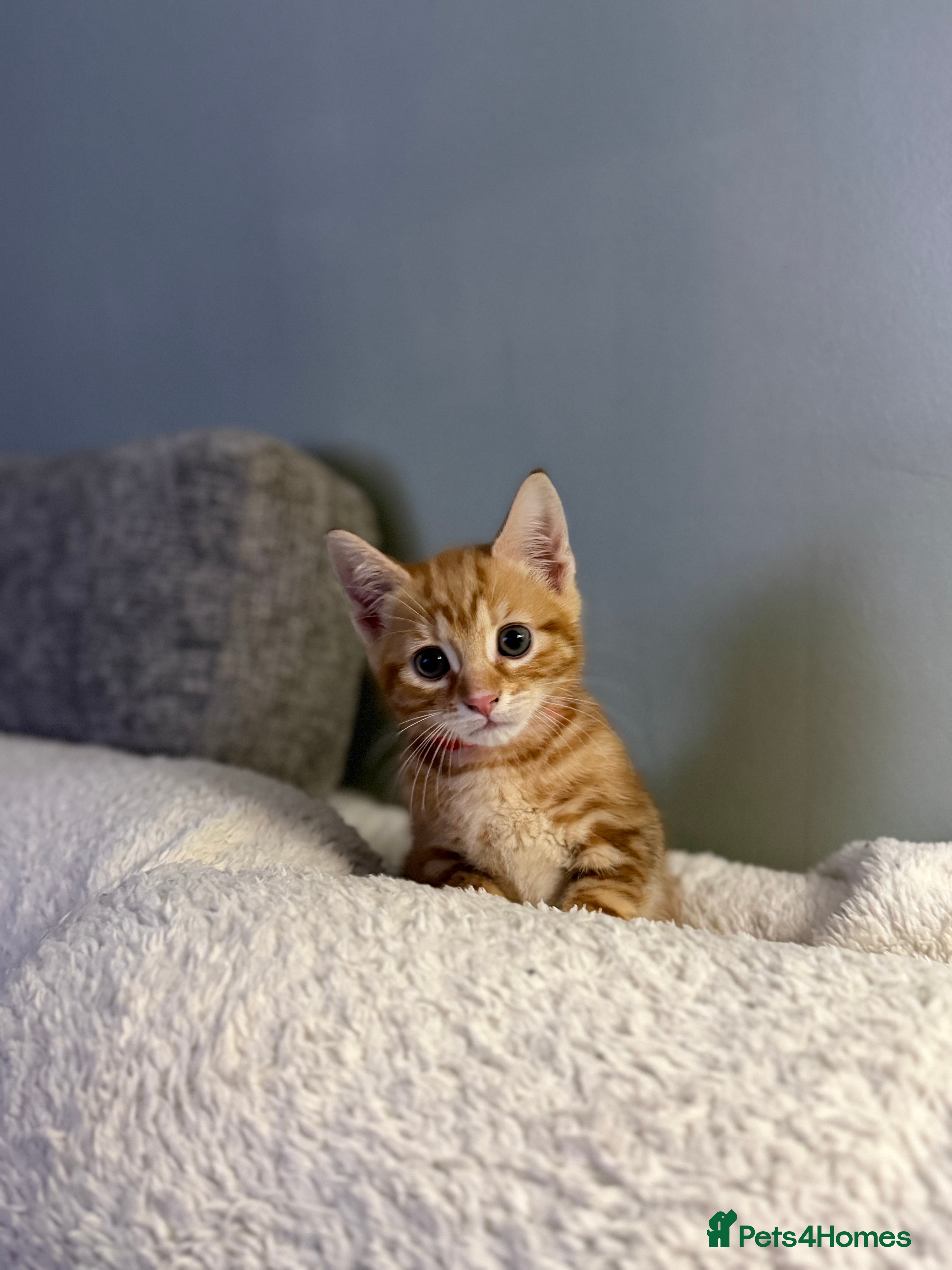 Mixed Breed cats Kitten male - Advert 2