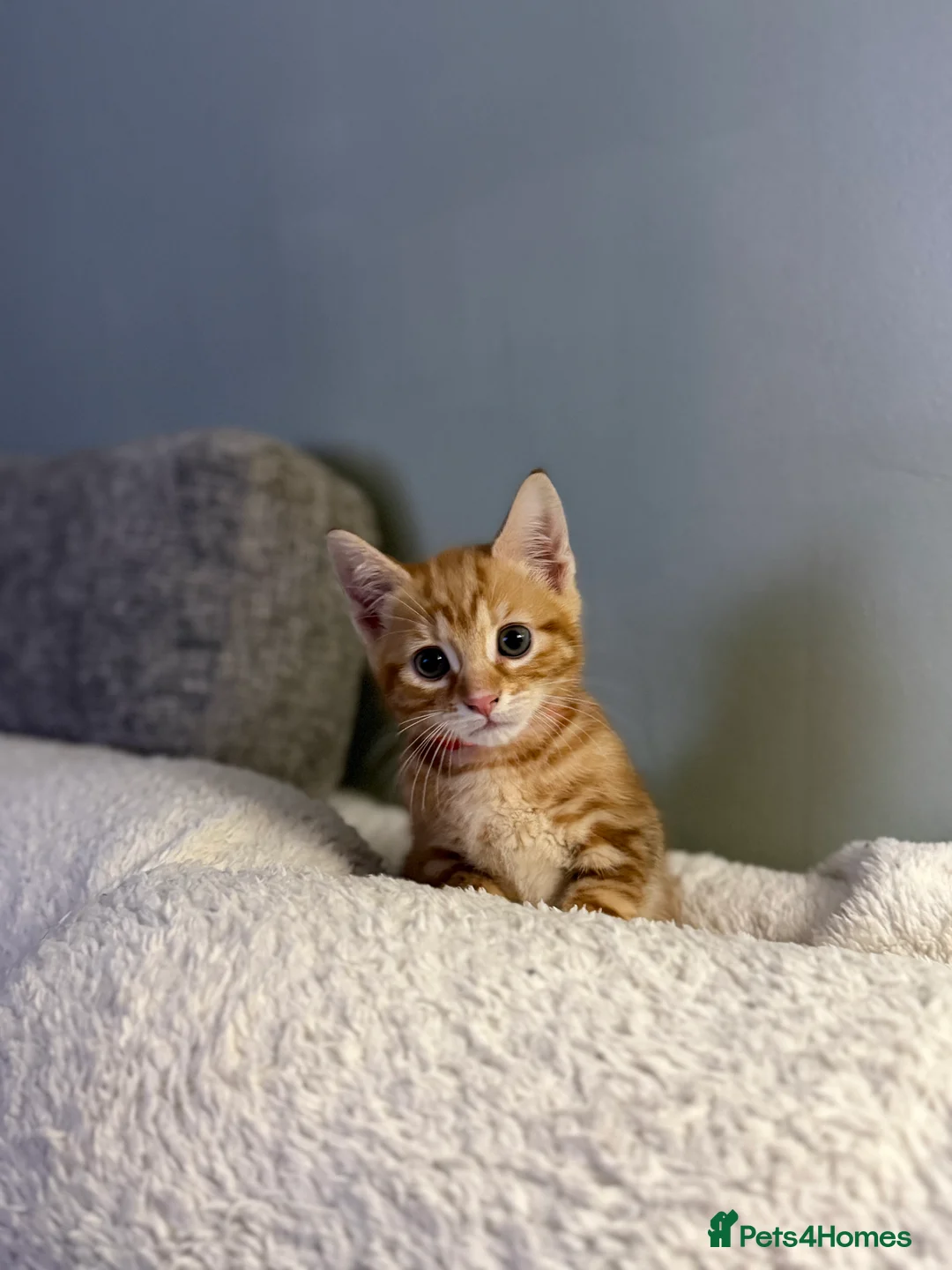 Mixed Breed cats for sale: Kitten male - Advert 1