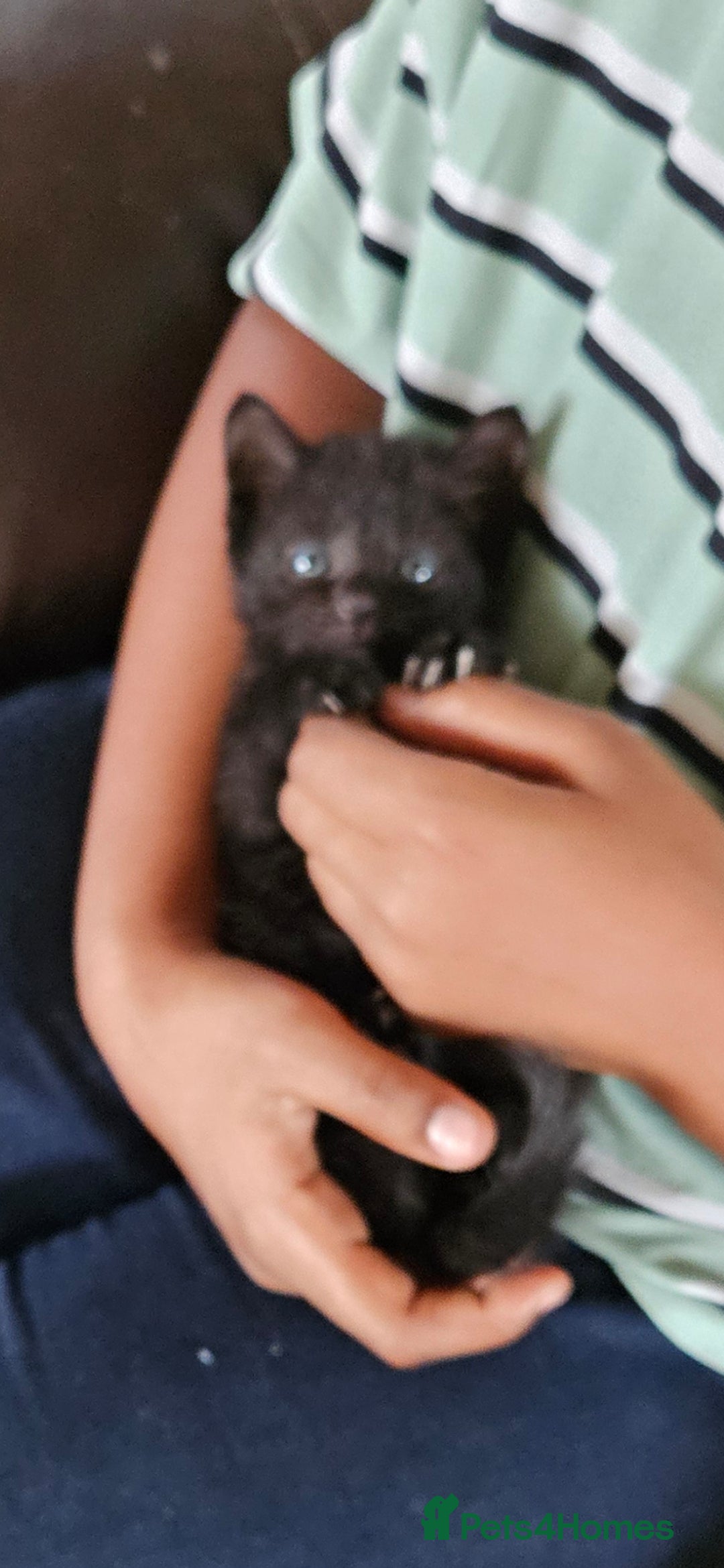 Mixed Breed cats for sale: Kittens for sale - Image 4
