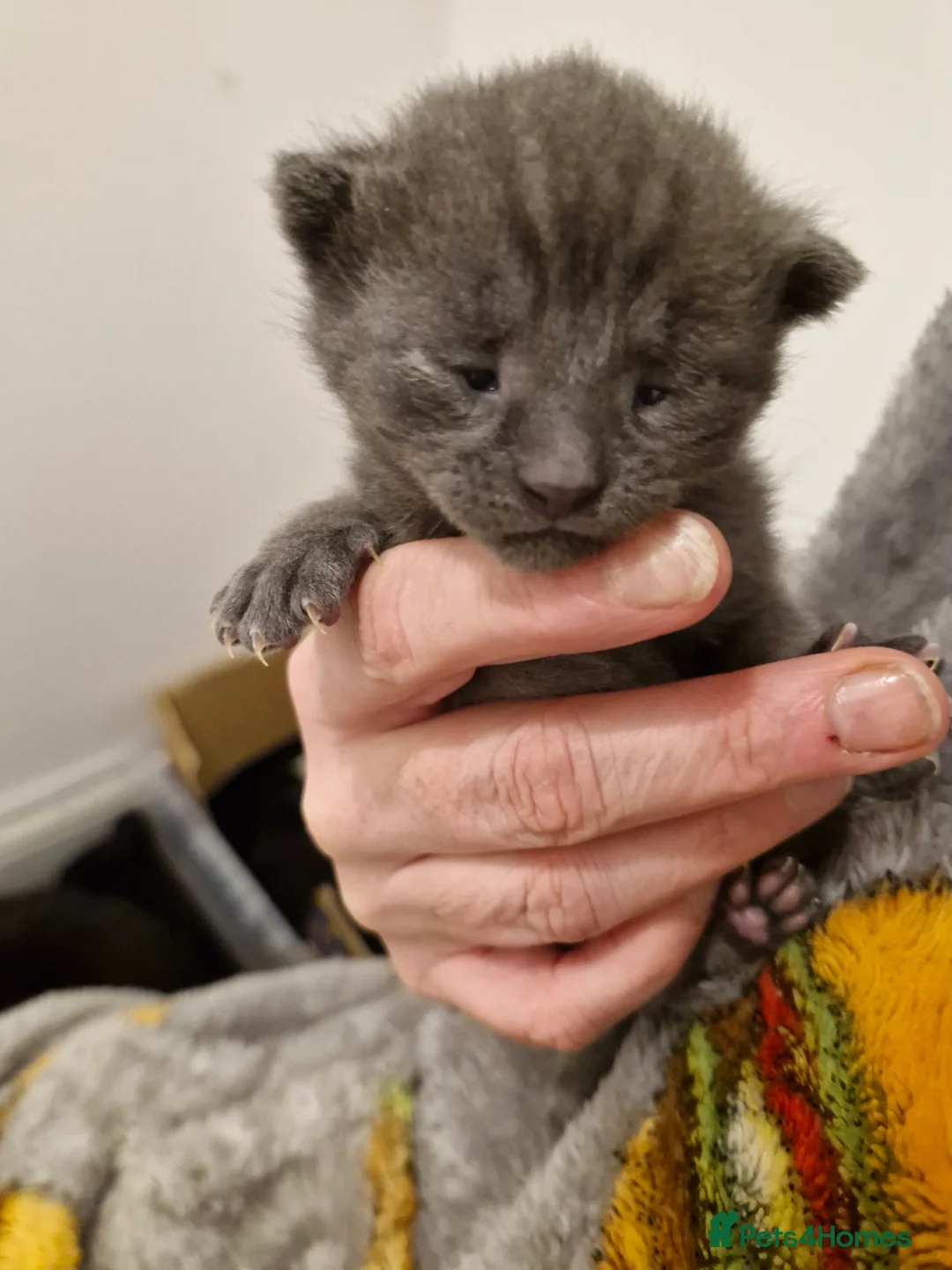 Mixed Breed cats for sale: Bengal BSH Cross Kittens - Advert 19