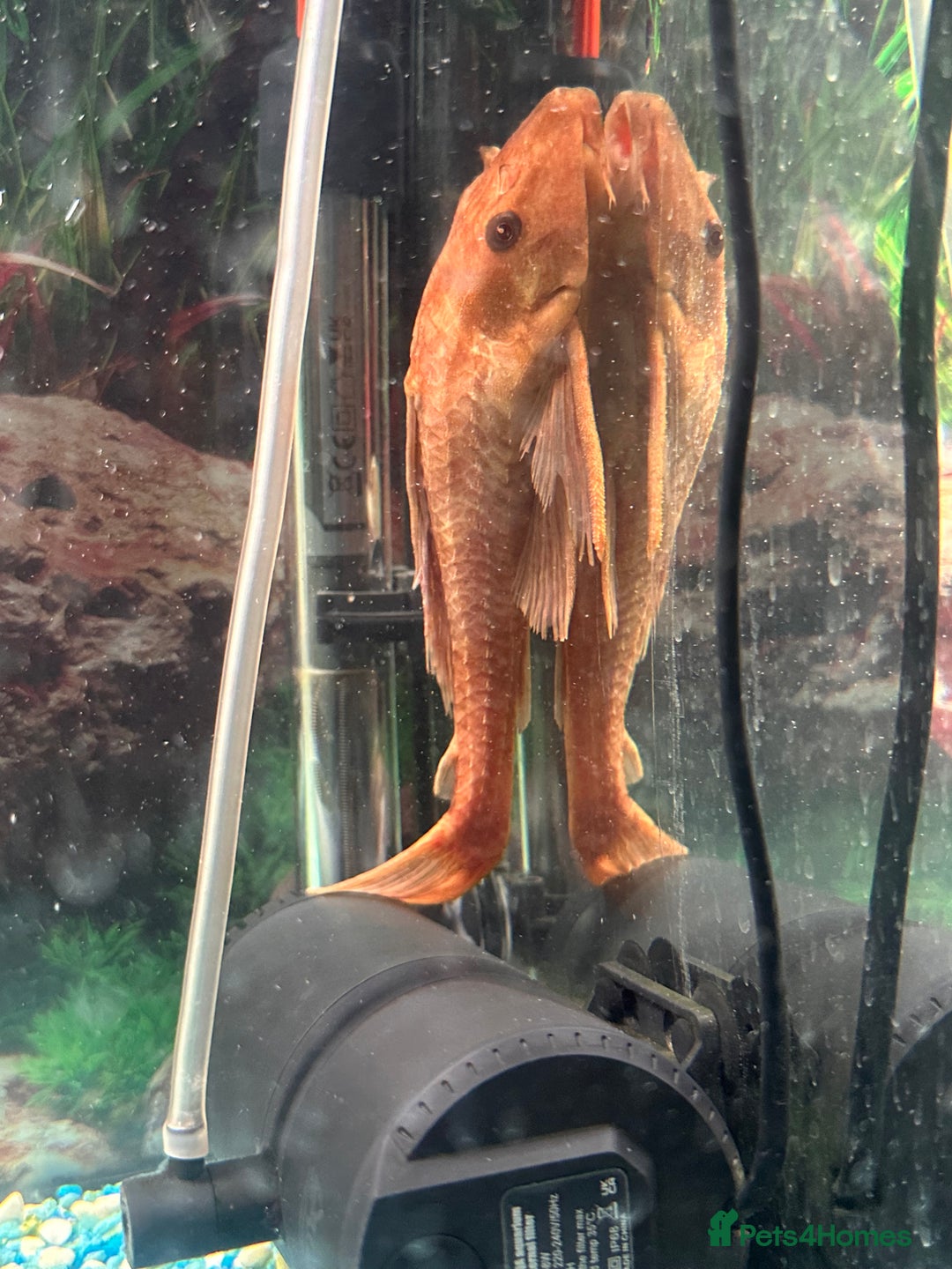Cichlids fish for sale: Fishes for sale  - Image 3