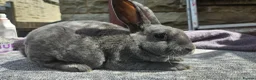 Rex rabbits for sale: Rex & Mini Rex Kits Available - Advert 3