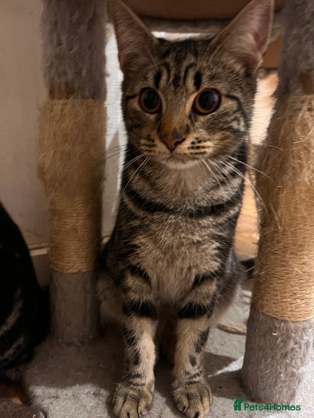 Mixed Breed cats for sale: adorable kittens looking for loving homes 💖🐾 - Advert 4