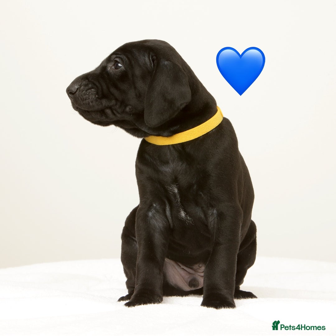 German Shorthaired Pointer dogs for sale: Stunning litter of German Shorthaired Pointers - Advert 9