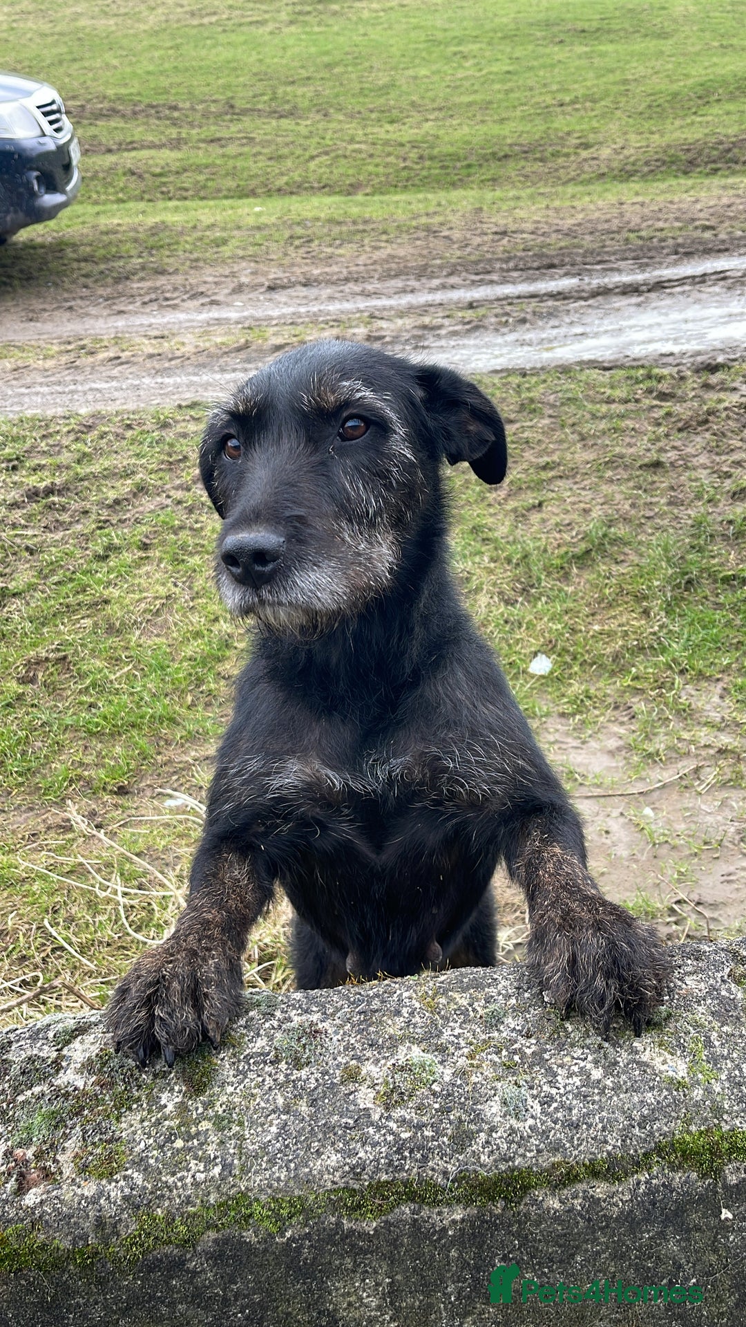 Mixed Breed dogs for sale: Collie x Huntaway Puppies - Advert 2