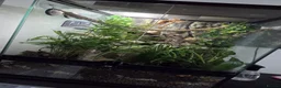 Gecko reptiles for sale: Crested Gecko + full enclosure  in Brackley - Advert 3
