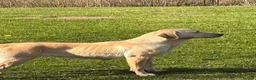 Labrador Retriever dogs for sale: Yellow kc registered Labrador retriever - Advert 6