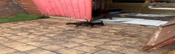 Dobermann dogs for sale: Quality Doberman Pups–Raised in a Busy Family Home - Advert 7