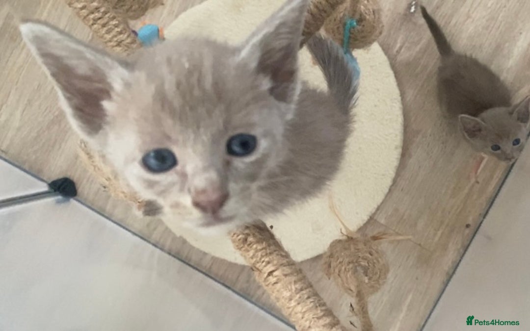 Mixed Breed cats for sale: Oriental X Siamese kittens  - Image 30