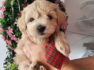 Maltipoo dogs Maltipoo. 3 girls 1 boy left . Ready in 2 weeks - Advert 4