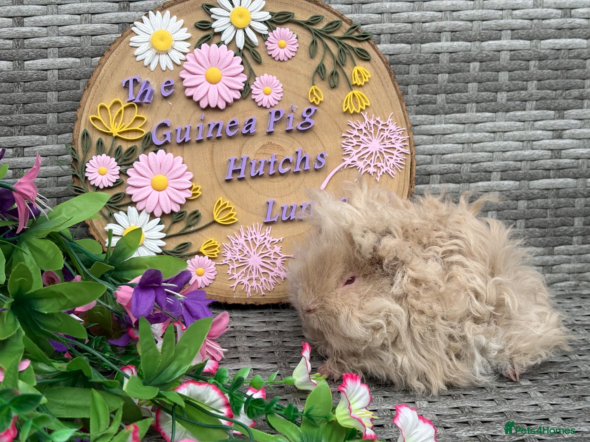 Guinea Pig rodents for sale: Purebred Lunkarya - Advert 27